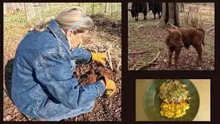 Winter Homestead Update | Harvesting Sunchokes - Growing Food in Winter - Baby Calf - Garden Update