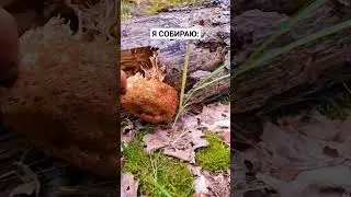 КОРОЛЕВА СРЕДИ ГРИБОВ 