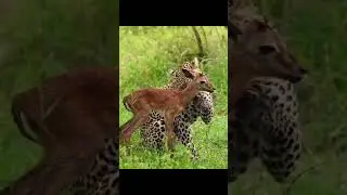 Leopard Playing With Deer’s Baby#wildlife #shorts