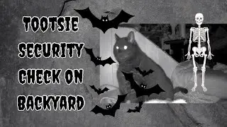 1692) Tootsie Security Check on the Backyard 🙀