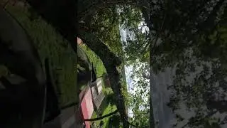 Пример как нужно пилить ветку над крышей