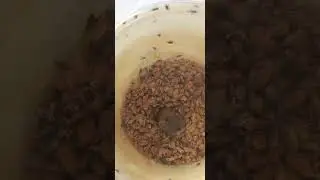 КАК ВРЕДИТ КУКУРУЗНЫЙ ДОЛГОНОСИК? КАК ИЗБАВИТСЯ How to Get Rid of Corn weevils Sitophilus zeamais?