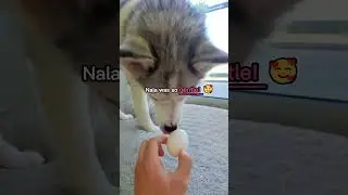 HUSKY Masters The EGG Challenge! 🥚 #husky #cutedog #shorts #funny