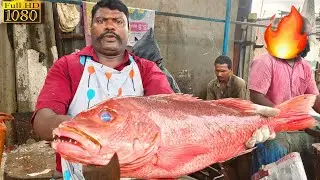 KASIMEDU 🔥SPEED SELVAM | MONSTER RED SNAPPER FISH CUTTING🐟 | FISH CUTTING SKILL | KASIMEDU | CKFC🔪