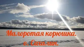 Малоротая корюшка, о. Сахалин