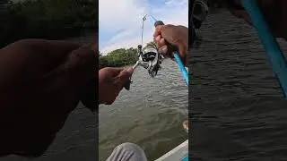 Tarikanya Bikin Lupa Hutang 😆 #mancingmania #fishing