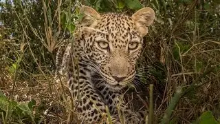 Young and beautiful leopard Poly