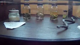 Пенис оленя в старейшей аптеке Таллина