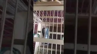 Саба чир чир