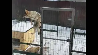 Мой волчонок /My wolf cub*