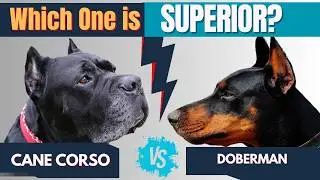 Cane Corso or Doberman - Which Dog Should You Choose?