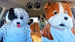 Dogs Surprise Zoey With Dancing Car Ride!
