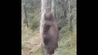 медведь от бабушки идёт