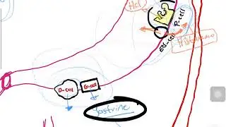 Regulation of gastric secretion part 1 /stomach physiology شرح بالعربي