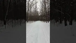 Лыжня. лес. снег.#747