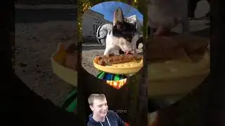 кормим котиков на радиомашинке