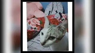 Cara Edit Foto Di Inshot Seperti Di Lightroom Atau Polar:)