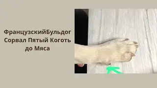 KIMBA сорвал Коготь до мяса | Очень важно знать что делать