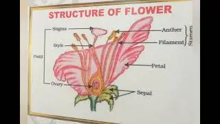 Flower Structure @sci