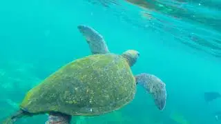 Galapagos 2018