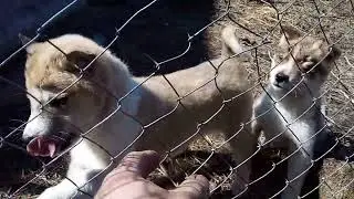 Щенки ЗСЛ 2.5 месяца
