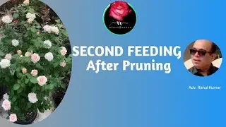 केमिकल कंपोजिशन-गुलाब के मौसम में पाए ढेर सारे फूल और अच्छी ग्रोथ/Chemical Feeding For Best Flowers