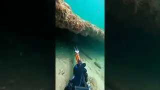 Comment other dangerous marine animals 