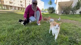 Stray cats gathered around the lady who was feeding them when they saw her.