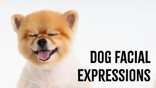 Dog Facial Expressions: Understanding Dog Body Language
