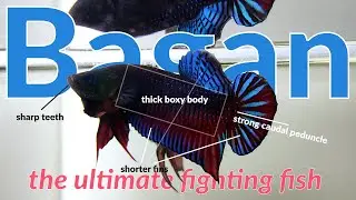 Bagan Betta Fish : The Ultimate Fighting Fish