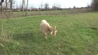 3 декабря, чудеса погоды!