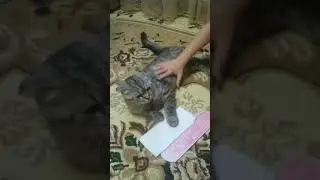 Котик Кэт поёт песенку для детей