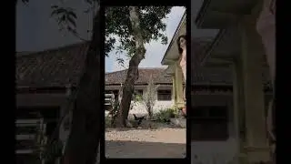 tante gendut