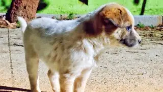 Dekho Ye Paani Peene Kaun Aa Gaya 😊 
