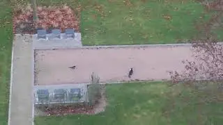 kat een muis en 2 eksters