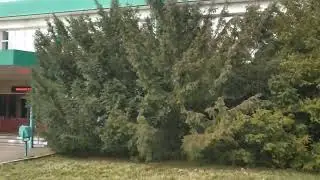Тисы ягодные на территории сельхозуниверситета КубГТУ