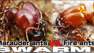 Marauder ants VS. Fire ants 