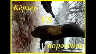 Поросенок и  кёрхер. Мойка поросенка.