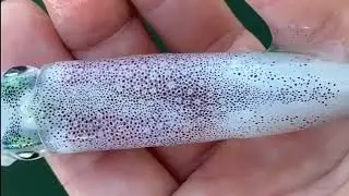 wow menakjubkan 😲 pigment kulit cumi cumi jika dilihat dari dekat #shorts