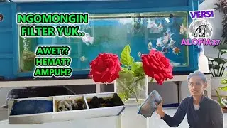 MEDIA FILTER TERBAIK VERSI ALOFIA27, FILTER MEKANIK PALING AWET DAN FILTER BIOLOGI PALING AMPUH