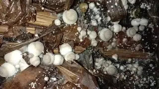 paano magtanim ng Kabuteng saging