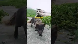 Песцы на Курилах #природа #путешествия