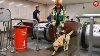Работа собаки-проводника Милорда