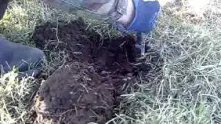 detecting with cows