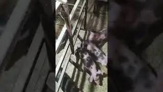 продажа поросят породы пьетрен макстер (8т)
