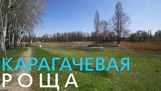 Бишкек. Карагачевая роща