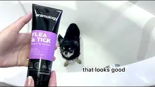 Bathing with my chihuahua Mary 🫧  Cute alert! 🩷