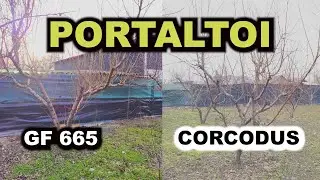 Alegerea Potrivita a Portaltoilor si Soiurilor - Vigoare (Cais, Piersic, Prun, Piersic si Nectarin)