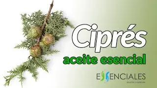 El aceite esencial de Ciprés: presentación y usos habituales.