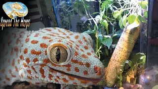 Bioactive Tokay Gecko Setup!
